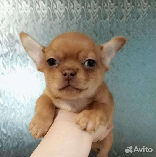Чихуахуа