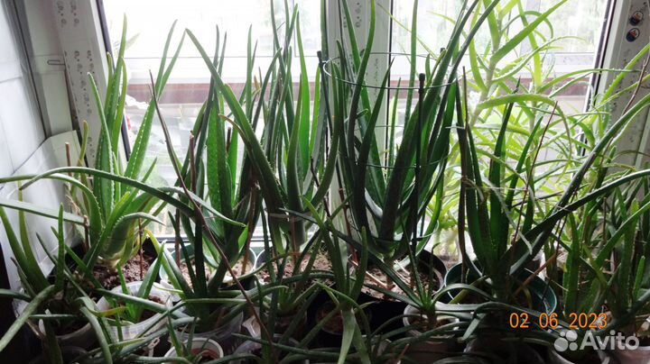 Алоэ Вера 2года, 2,5г., 4г. и 4,5лет., лекарствен