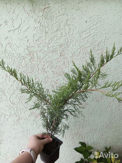 Можжевельник казацкий