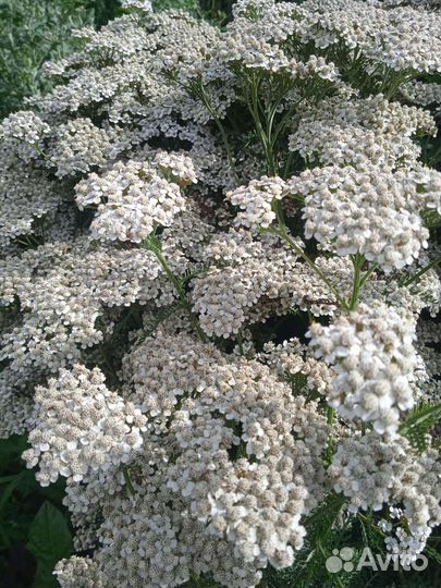 Тысячелистник