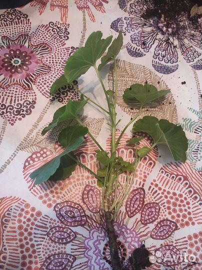 Пеларгония герань розебудная