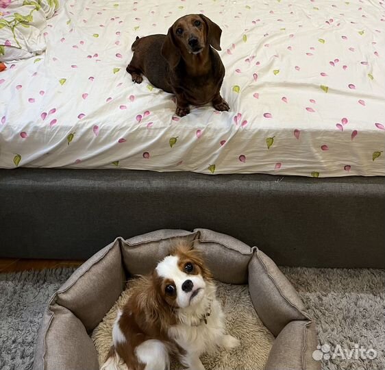 Гостиница для собак