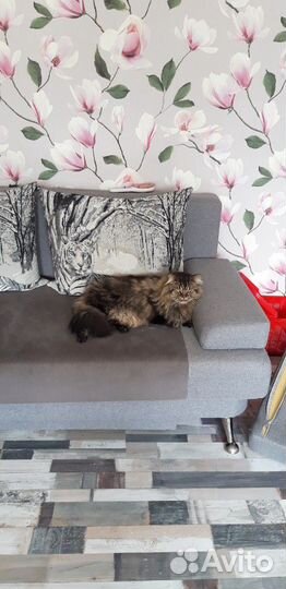 Передержка кошек