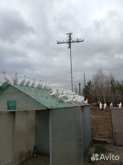 Белые бакинцы