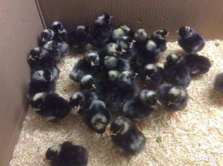 Куры, цыплята породная