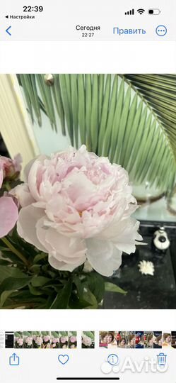 Карты таро Таролог