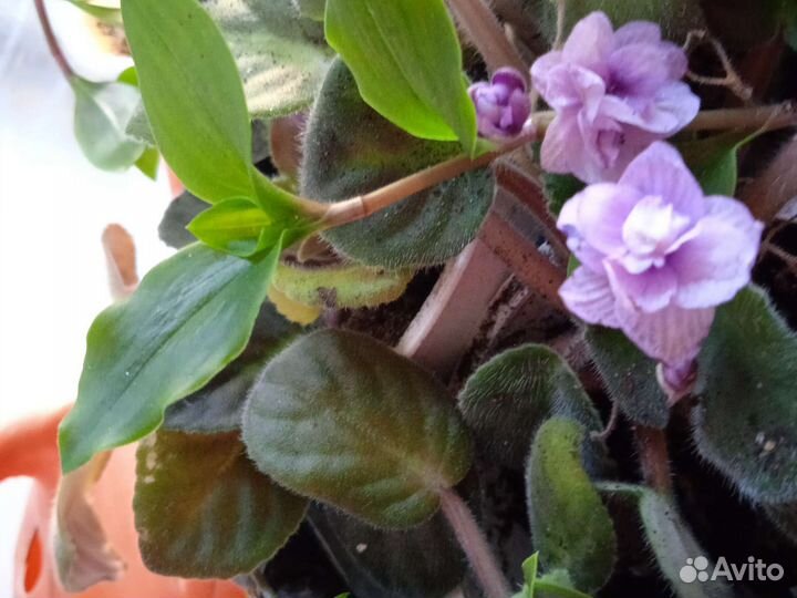 Фиалки, не доставкой, цветет