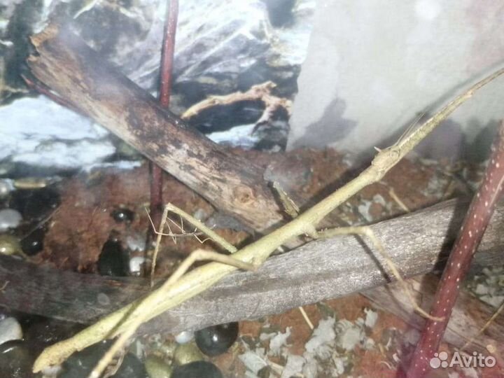 Палочники аннамские