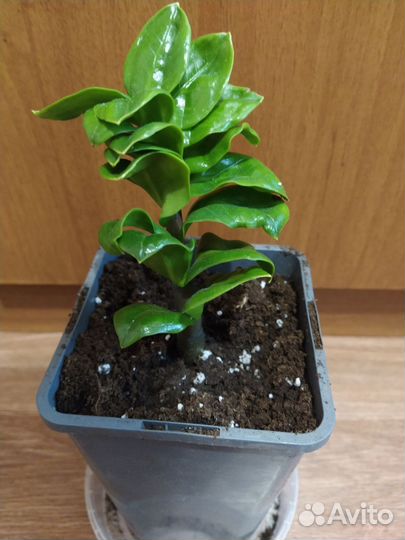 Замиокулькас зензи