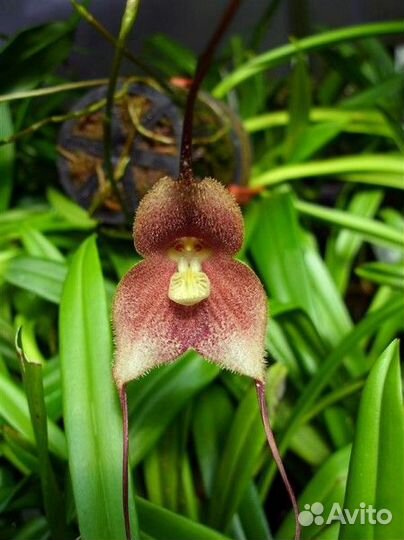 Dracula sibundoyensis