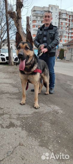 Щенки немецкой овчарки