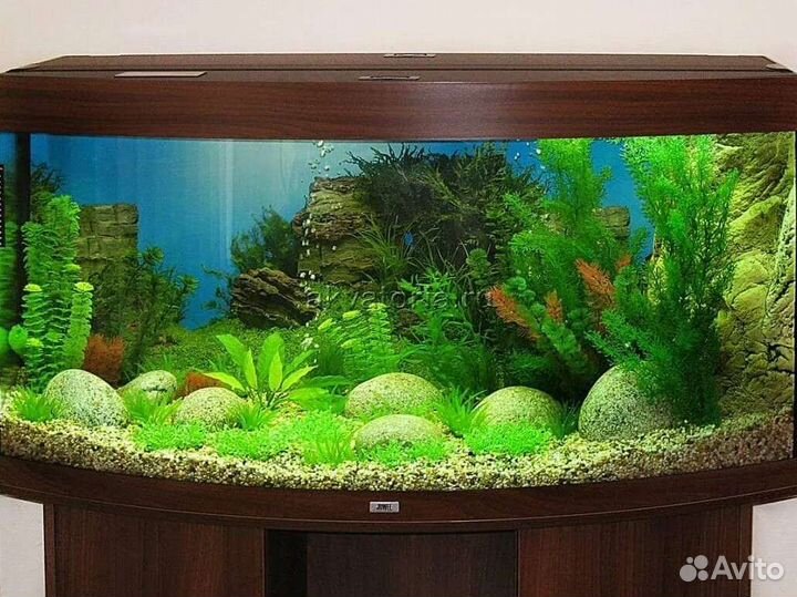 Продаю аквариумных рыбок в ассортименте
