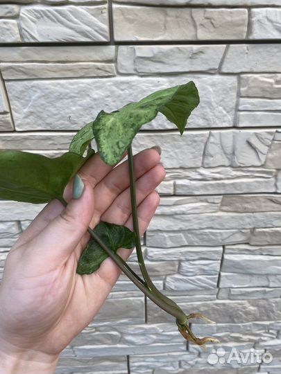 Сингониум freckles