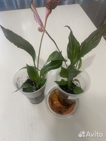 Спатифиллум беллини пинк - женское счастье