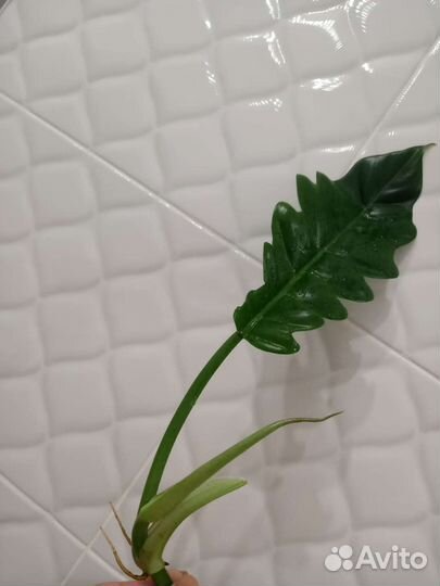 Филодендрон монстера каладиум