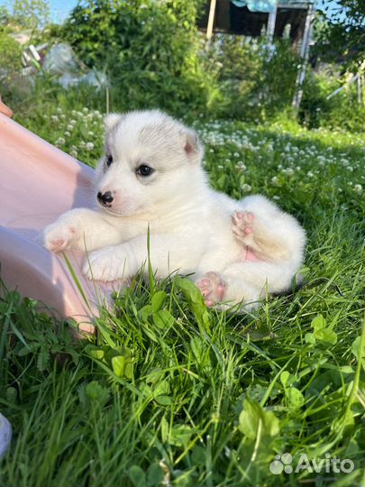 Щенки хаски