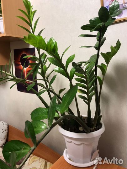 Замиокулькас