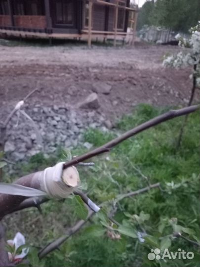Обрезка плодовых деревьев