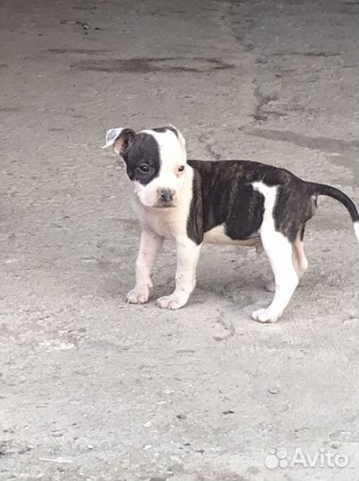 Питбультерьер