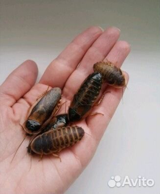 Кормовые насекомые