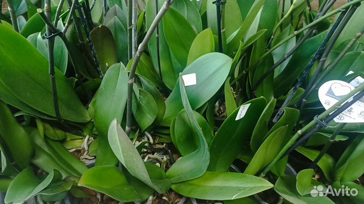 Сортовые Орхидеи отцветашки