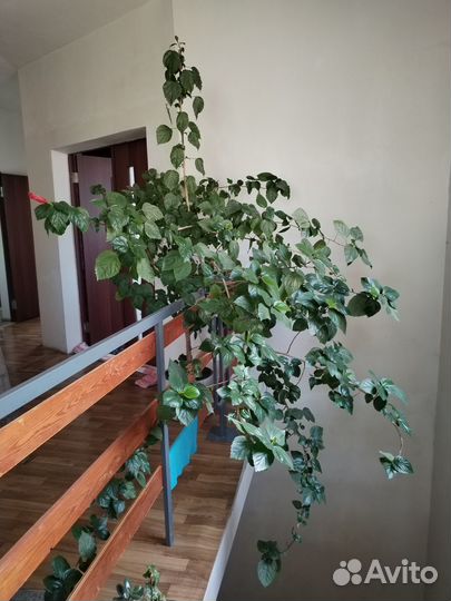 Продам цветок Китайская Роза