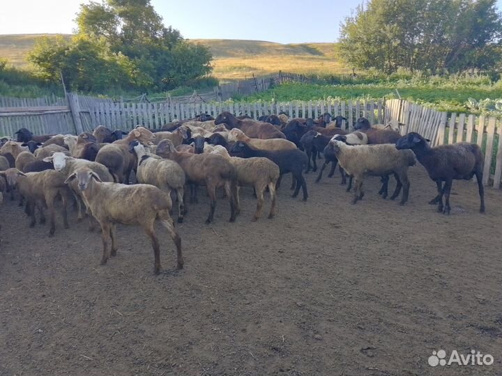 Овцы