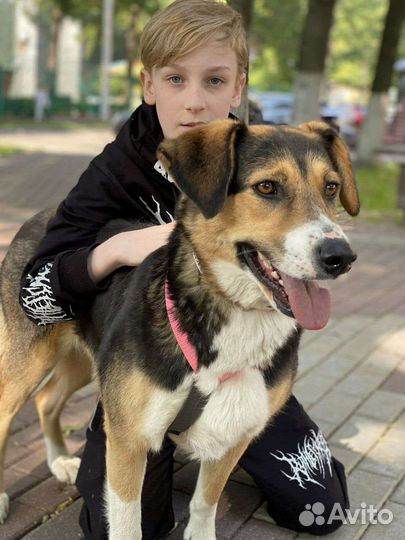 Добрая собака Марта ищет дом