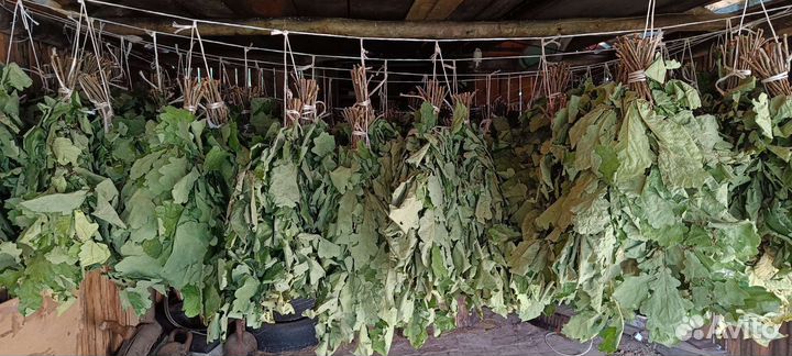 Веники для бани