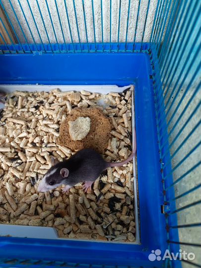 Декоративная крыса домашние