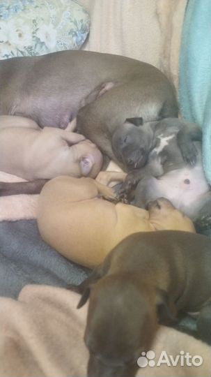 Щенки левретки