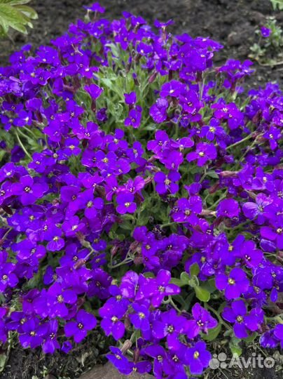 Обриета(аубреция)