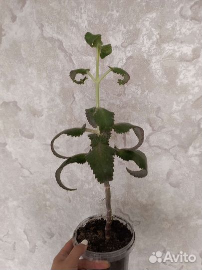 Цветок Каланхолия