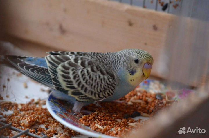 Птенцы волнистый попугай