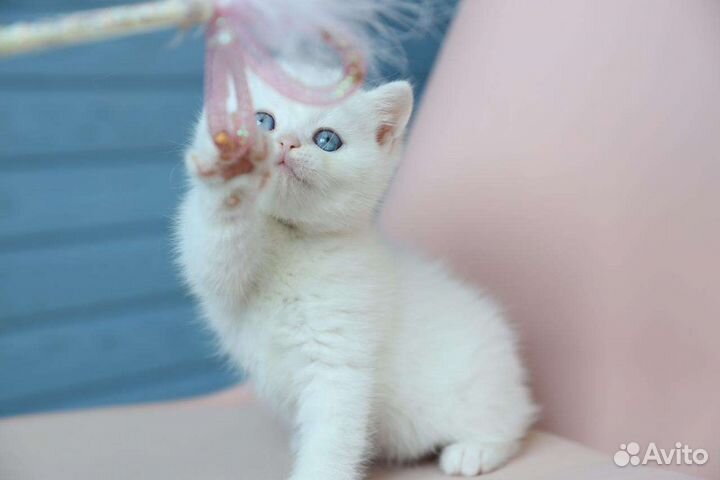 Очаровательный британский мальчик