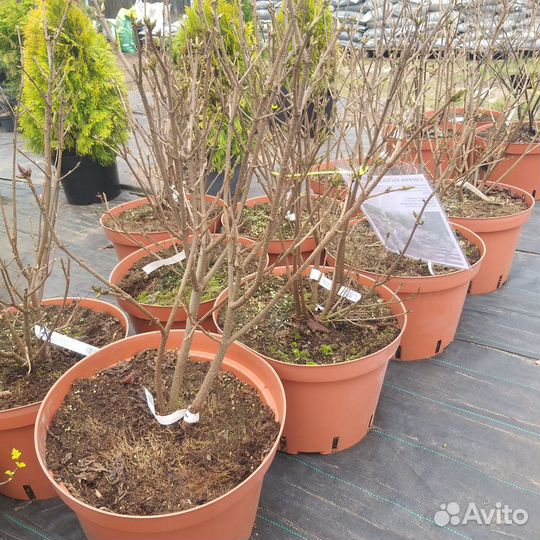 Сирень карликовая Мисс Ким