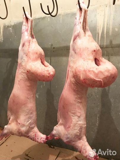 Продам Курдючный баран; Курдюк