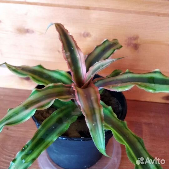 Криптантус двуполосатый