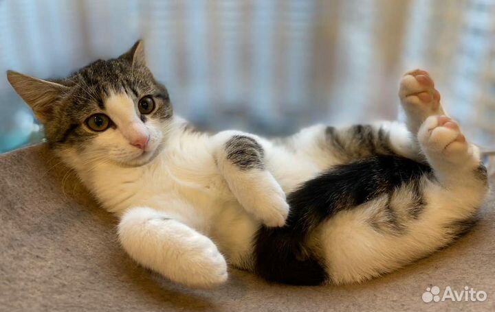 Мальчик популярного биколорного окраса в дар