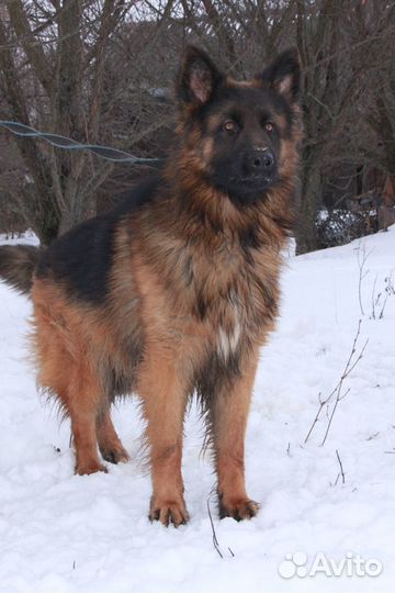 Кобель для вязки