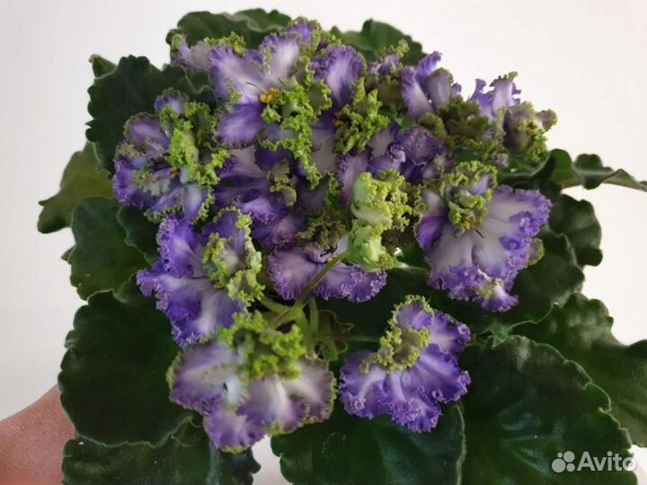 Фиалки сортовые- наборы