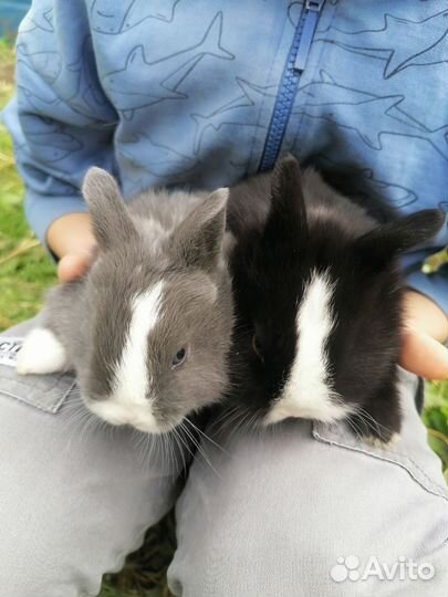 Декоративные кролики