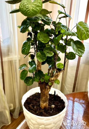 Полисциас фабиан