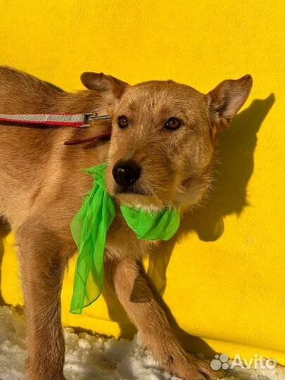 Малютке Вуди холодно в приюте