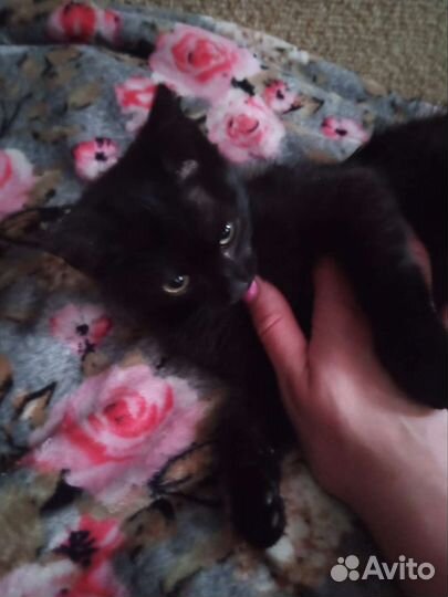 Кошка