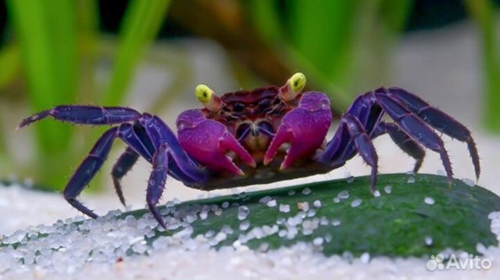 Крабики, раки