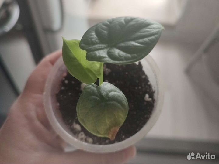 Алоказия серебряный дракон