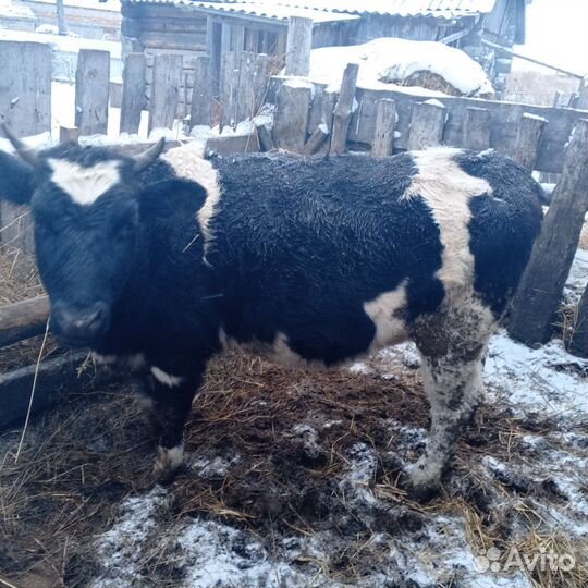 Телки стельные