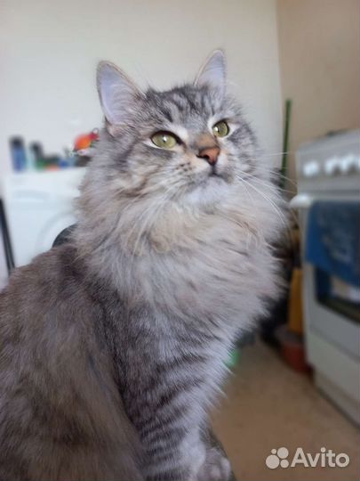 Пушистая игрунья