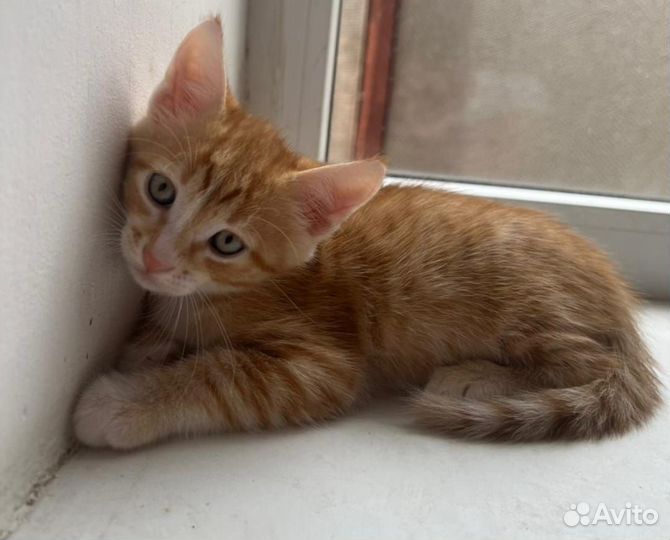 Котенок в хорошие руки